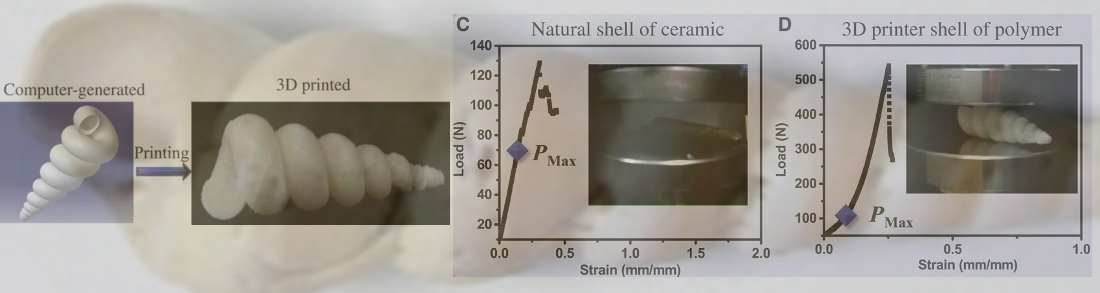 Load versus strain plot for natural and 3D printed shell