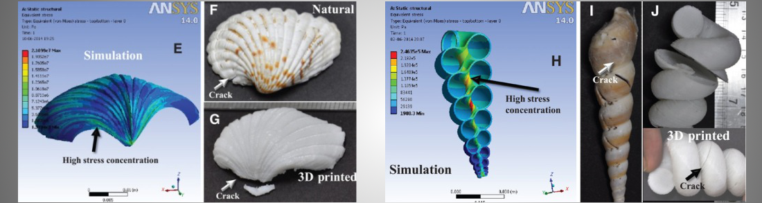 Load versus strain plot for natural and 3D printed shell